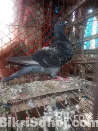 মাদি কবুতর